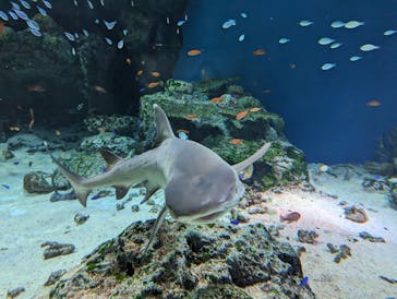 マクセル アクアパーク品川に投稿された画像（2024/5/4）