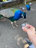 伊豆シャボテン動物公園に投稿された画像（2024/5/4）