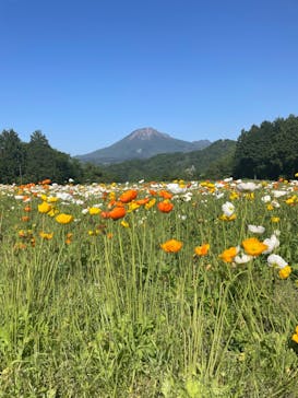 とっとり花回廊に投稿された画像（2024/5/4）