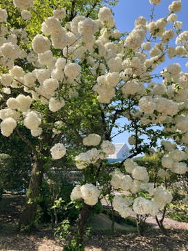 ぎふワールド・ローズガーデンに投稿された画像（2024/5/4）