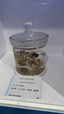 特別展「海　―生命のみなもと―」名古屋市科学館に投稿された画像（2024/5/4）