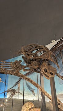 福井県立恐竜博物館に投稿された画像（2024/5/4）