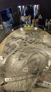 福井県立恐竜博物館に投稿された画像（2024/5/4）
