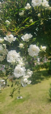 浜名湖花博2024に投稿された画像（2024/5/4）