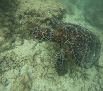 宮古島 ADVENTURE PiPi（ミヤコジマ アドベンチャー ピピ）に投稿された画像（2024/5/4）