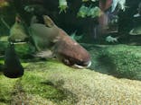 世界淡水魚園水族館　アクア・トトぎふに投稿された画像（2024/5/4）