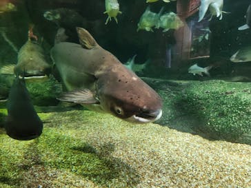 世界淡水魚園水族館　アクア・トトぎふに投稿された画像（2024/5/4）