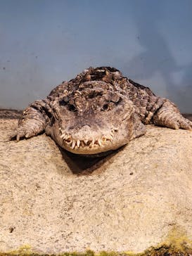世界淡水魚園水族館　アクア・トトぎふに投稿された画像（2024/5/4）