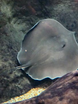 世界淡水魚園水族館　アクア・トトぎふに投稿された画像（2024/5/4）