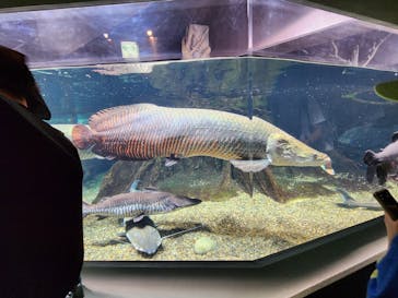 世界淡水魚園水族館　アクア・トトぎふに投稿された画像（2024/5/4）