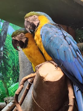 世界淡水魚園水族館　アクア・トトぎふに投稿された画像（2024/5/4）