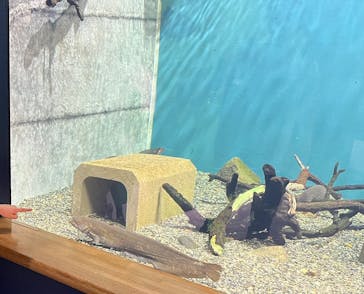 滋賀県立琵琶湖博物館に投稿された画像（2024/5/4）