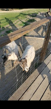 那須どうぶつ王国に投稿された画像（2024/5/4）