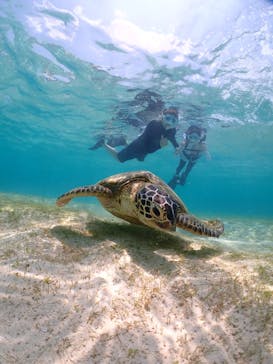 初心者専門宮古島シュノーケリングツアーに投稿された画像（2024/5/4）
