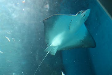 マクセル アクアパーク品川に投稿された画像（2024/5/4）