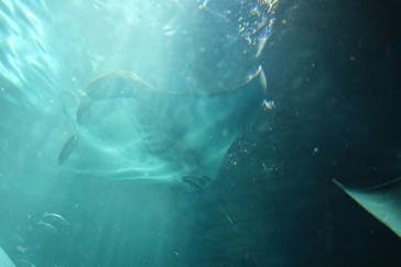 マクセル アクアパーク品川に投稿された画像（2024/5/4）