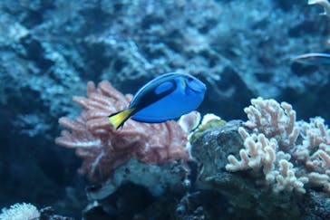 マクセル アクアパーク品川に投稿された画像（2024/5/4）