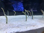 すみだ水族館に投稿された画像（2024/5/4）