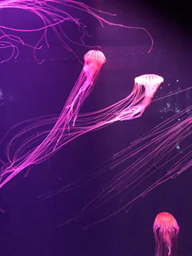 すみだ水族館に投稿された画像（2024/5/4）