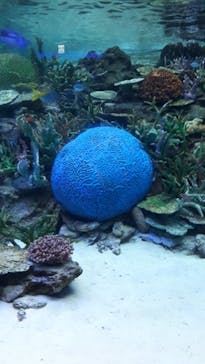 名古屋港水族館に投稿された画像（2024/5/4）