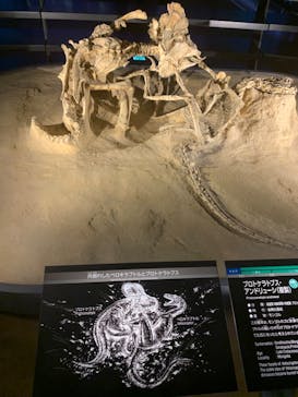 福井県立恐竜博物館に投稿された画像（2024/5/4）