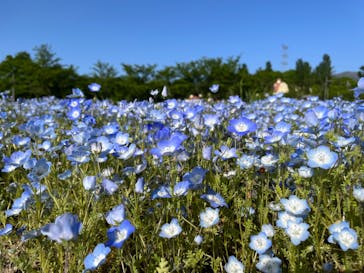 滋賀農業公園ブルーメの丘に投稿された画像（2024/5/4）