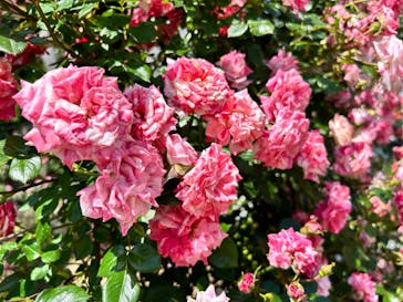 浜名湖花博2024に投稿された画像（2024/5/4）