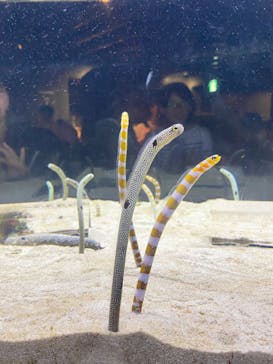 京都水族館に投稿された画像（2024/5/4）