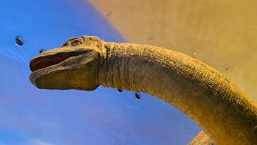 福井県立恐竜博物館に投稿された画像（2024/5/4）