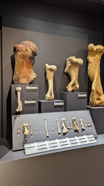 特別展「大哺乳類展３－わけてつなげて大行進」に投稿された画像（2024/5/4）