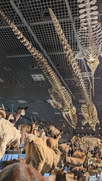 特別展「大哺乳類展３－わけてつなげて大行進」に投稿された画像（2024/5/4）