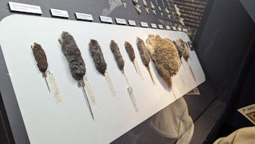 特別展「大哺乳類展３－わけてつなげて大行進」に投稿された画像（2024/5/4）