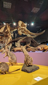 特別展「大哺乳類展３－わけてつなげて大行進」に投稿された画像（2024/5/4）