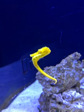 マクセル アクアパーク品川に投稿された画像（2024/5/4）