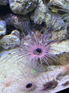 マクセル アクアパーク品川に投稿された画像（2024/5/4）