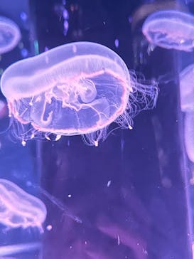 マクセル アクアパーク品川に投稿された画像（2024/5/4）