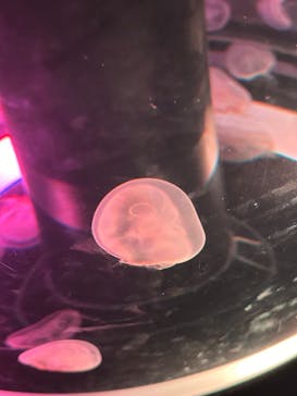 マクセル アクアパーク品川に投稿された画像（2024/5/4）