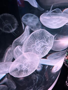 マクセル アクアパーク品川に投稿された画像（2024/5/4）