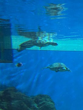 名古屋港水族館に投稿された画像（2024/5/4）