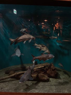 世界淡水魚園水族館　アクア・トトぎふに投稿された画像（2024/5/4）