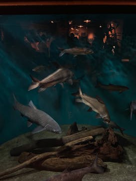 世界淡水魚園水族館　アクア・トトぎふに投稿された画像（2024/5/4）