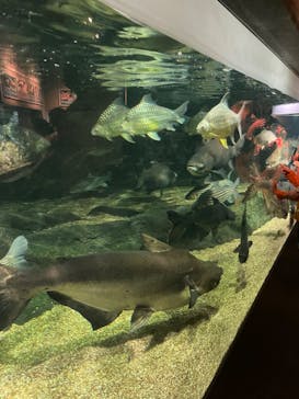 世界淡水魚園水族館　アクア・トトぎふに投稿された画像（2024/5/4）