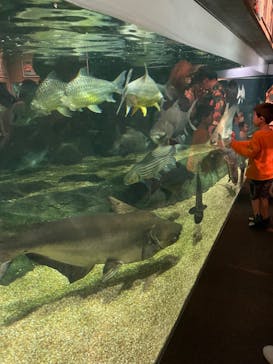 世界淡水魚園水族館　アクア・トトぎふに投稿された画像（2024/5/4）