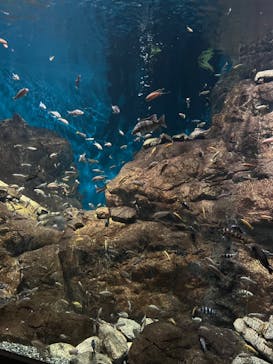 世界淡水魚園水族館　アクア・トトぎふに投稿された画像（2024/5/4）