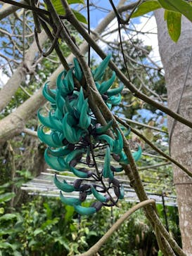 美らヤシパークオキナワ・東南植物楽園に投稿された画像（2024/5/4）