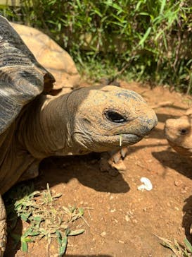 美らヤシパークオキナワ・東南植物楽園に投稿された画像（2024/5/4）