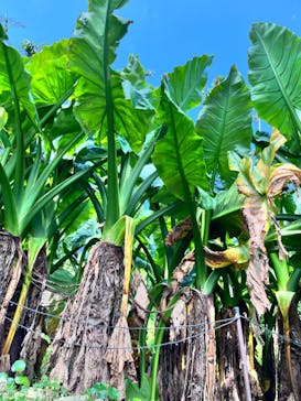 美らヤシパークオキナワ・東南植物楽園に投稿された画像（2024/5/4）