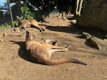 伊豆シャボテン動物公園に投稿された画像（2024/5/4）