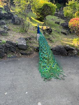 伊豆シャボテン動物公園に投稿された画像（2024/5/4）