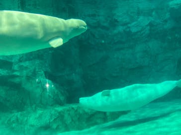 名古屋港水族館に投稿された画像（2024/5/4）